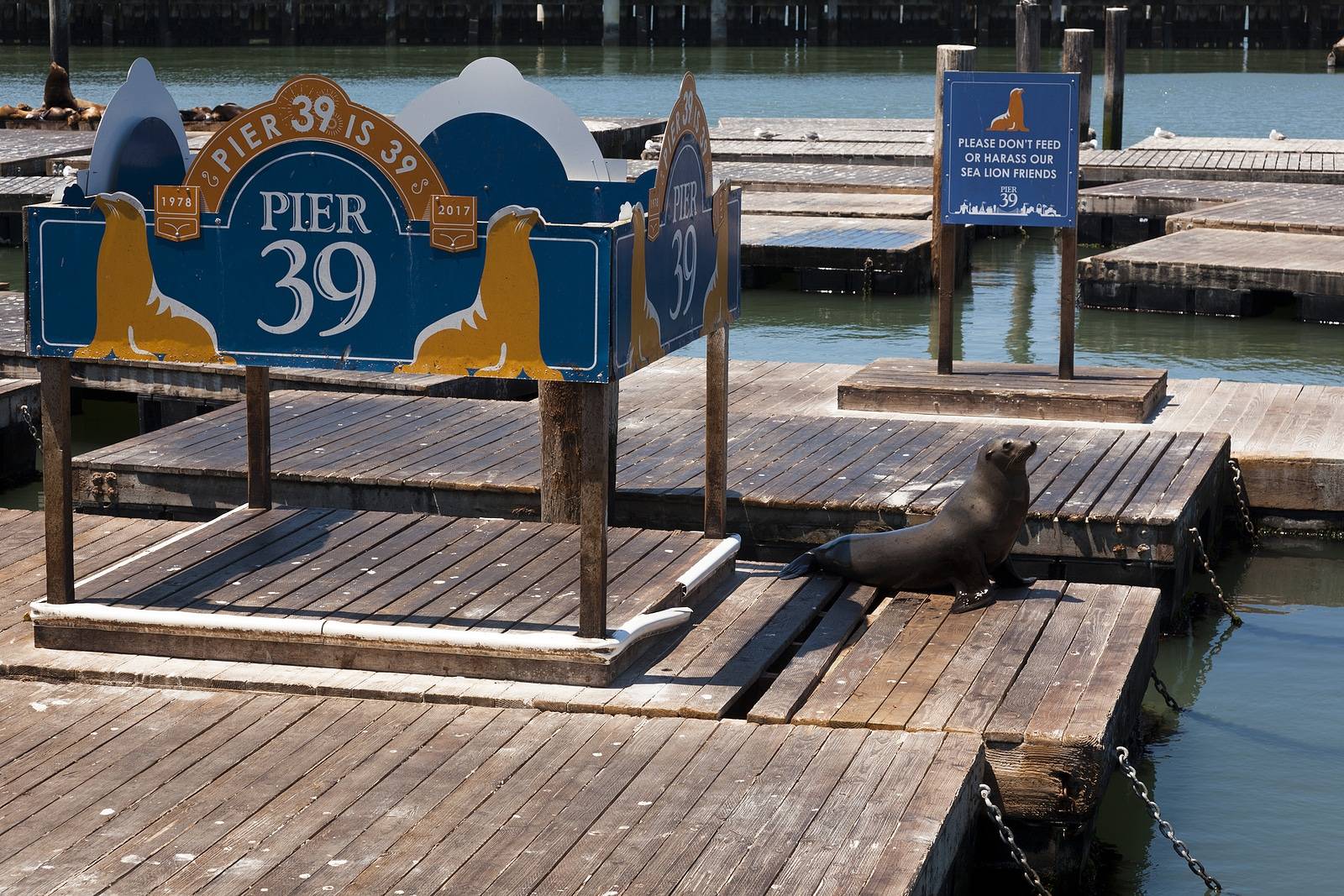 Pier 39 San Francisco, Top 3 Things to Do in San Francisco