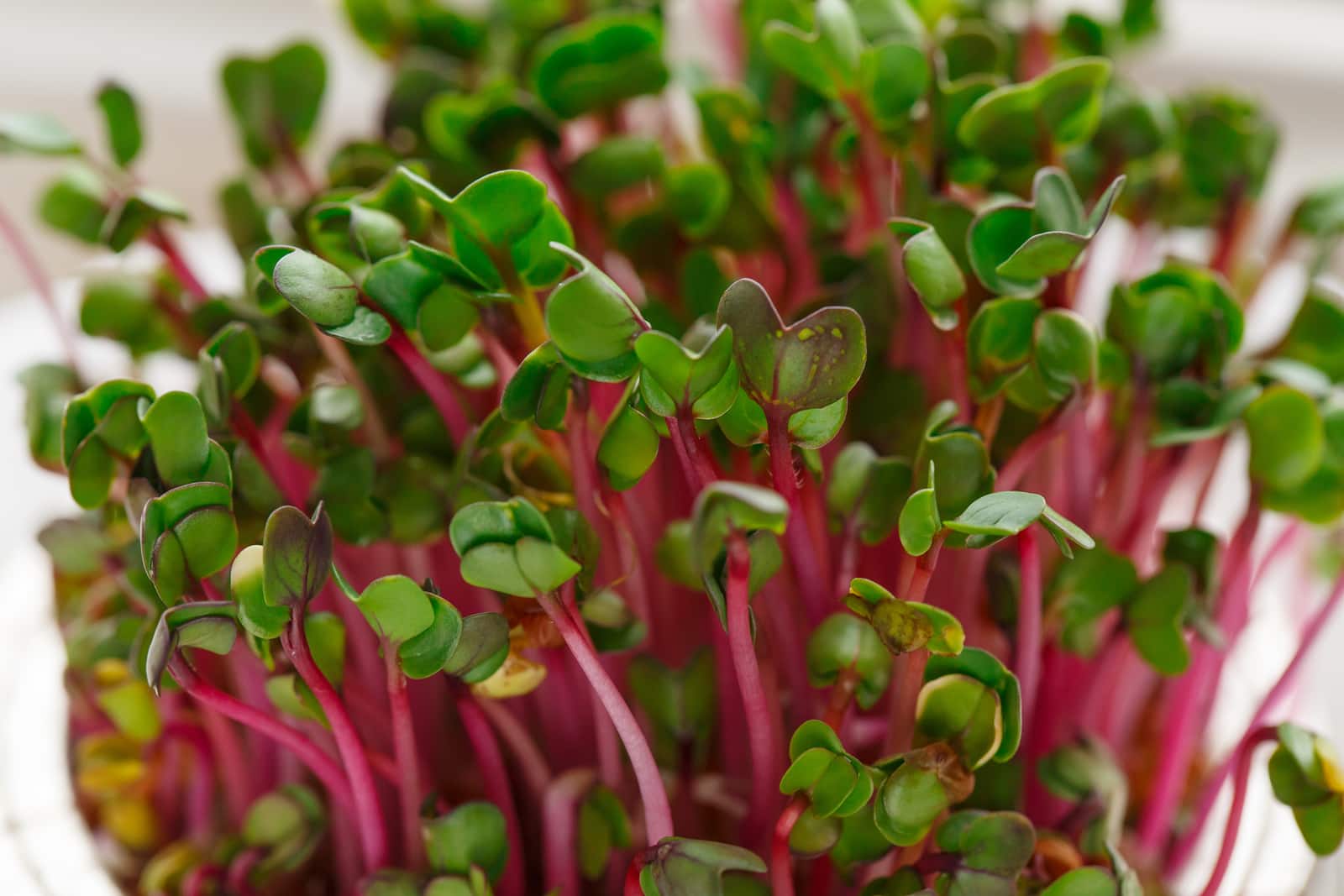 green leaves and purple stem, Plant-Based Diets Can Still Be Delicious