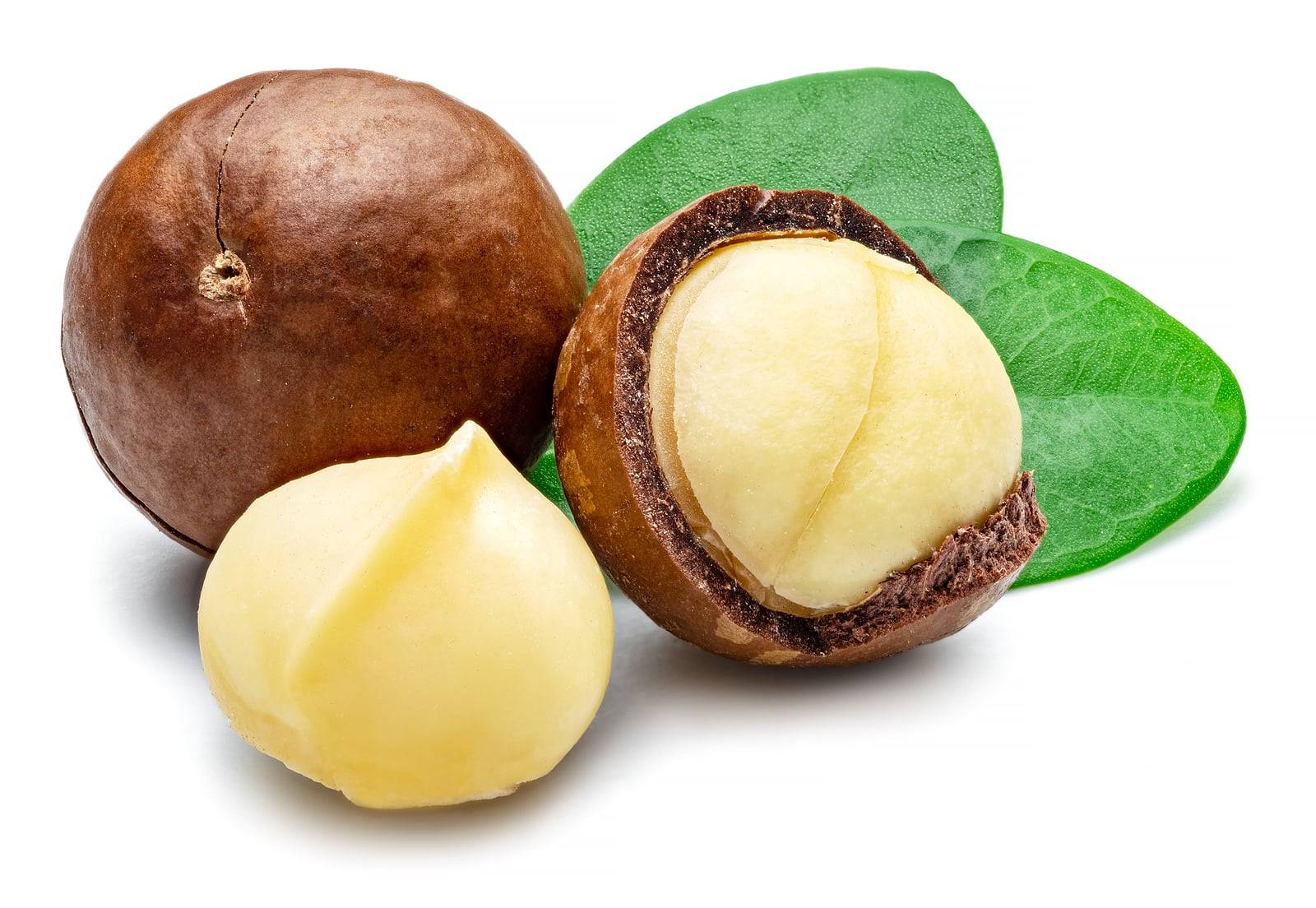 Macadamia 