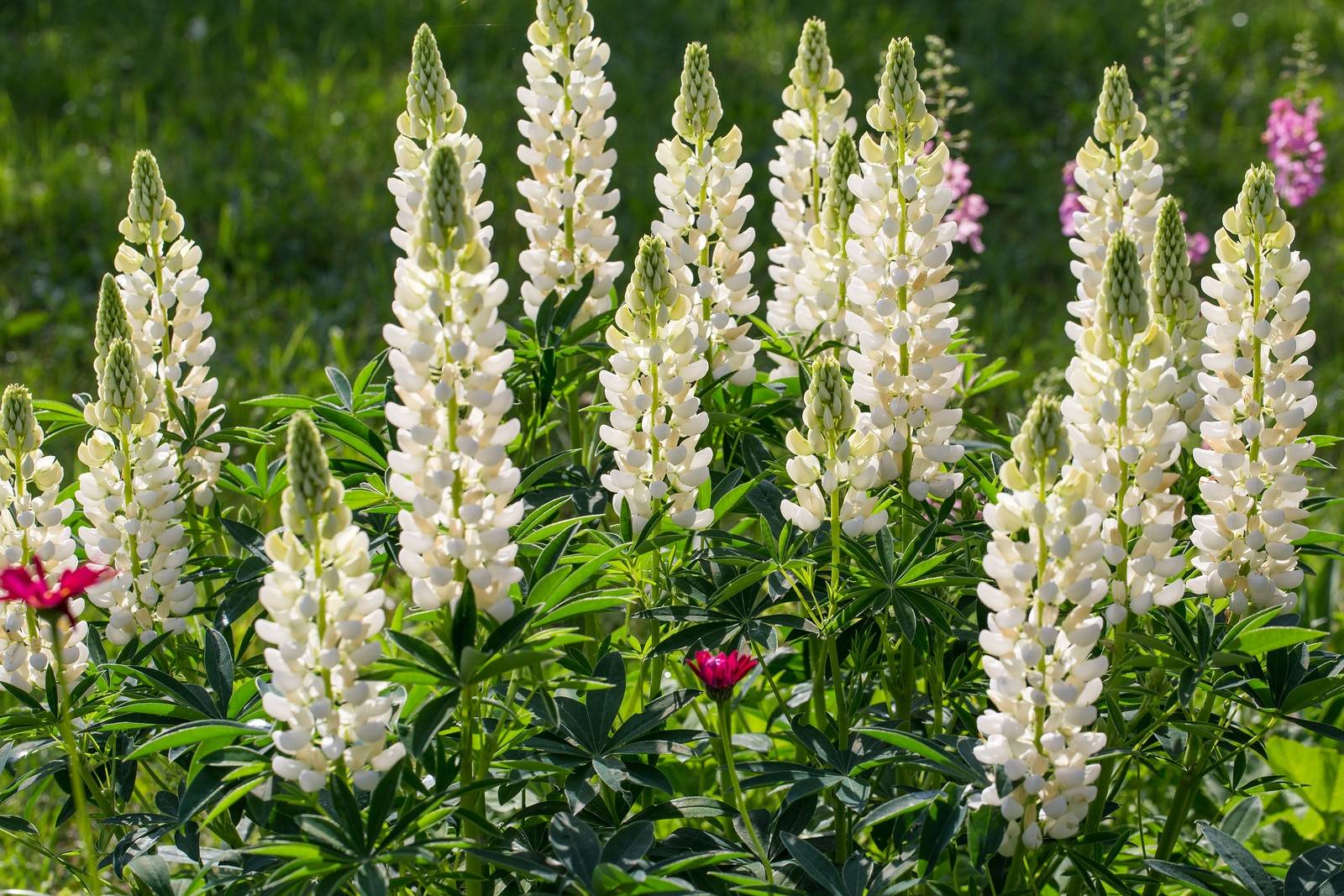 A Lot Of White Lupines