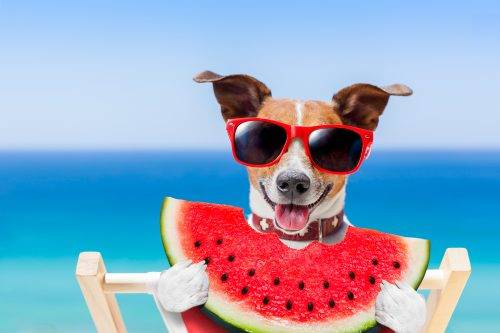 fruits that your dog can eat