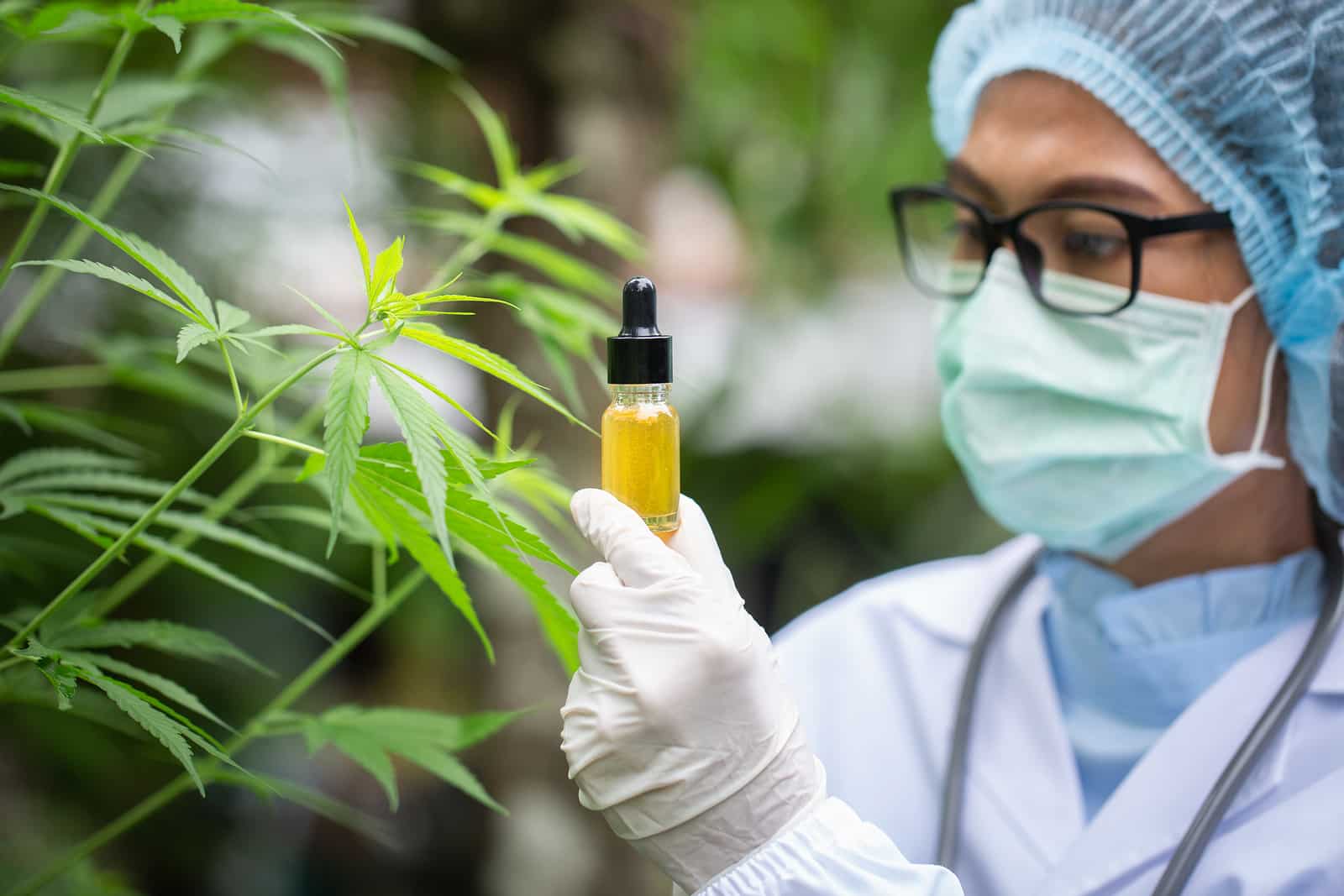 Cannabis Research Possible Alternatives for a Cure for Cancer