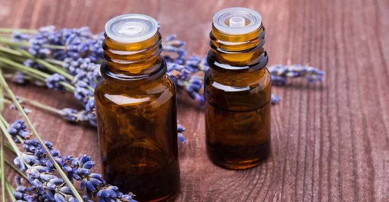 Lavender Oil for Dogs? Does it Help?