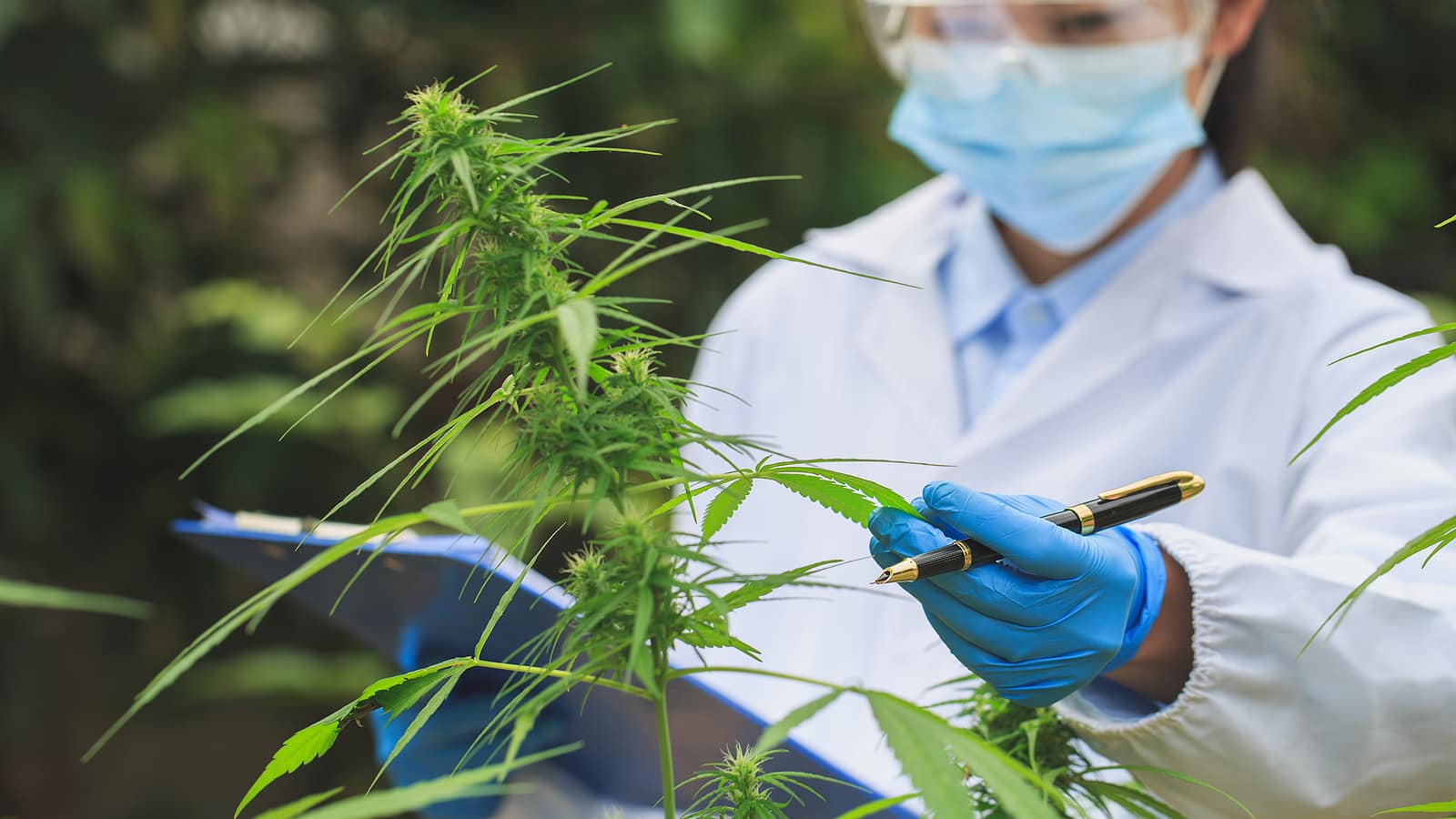 The National Cancer Institute Nods to Cannabis as a Treatment for Cancer