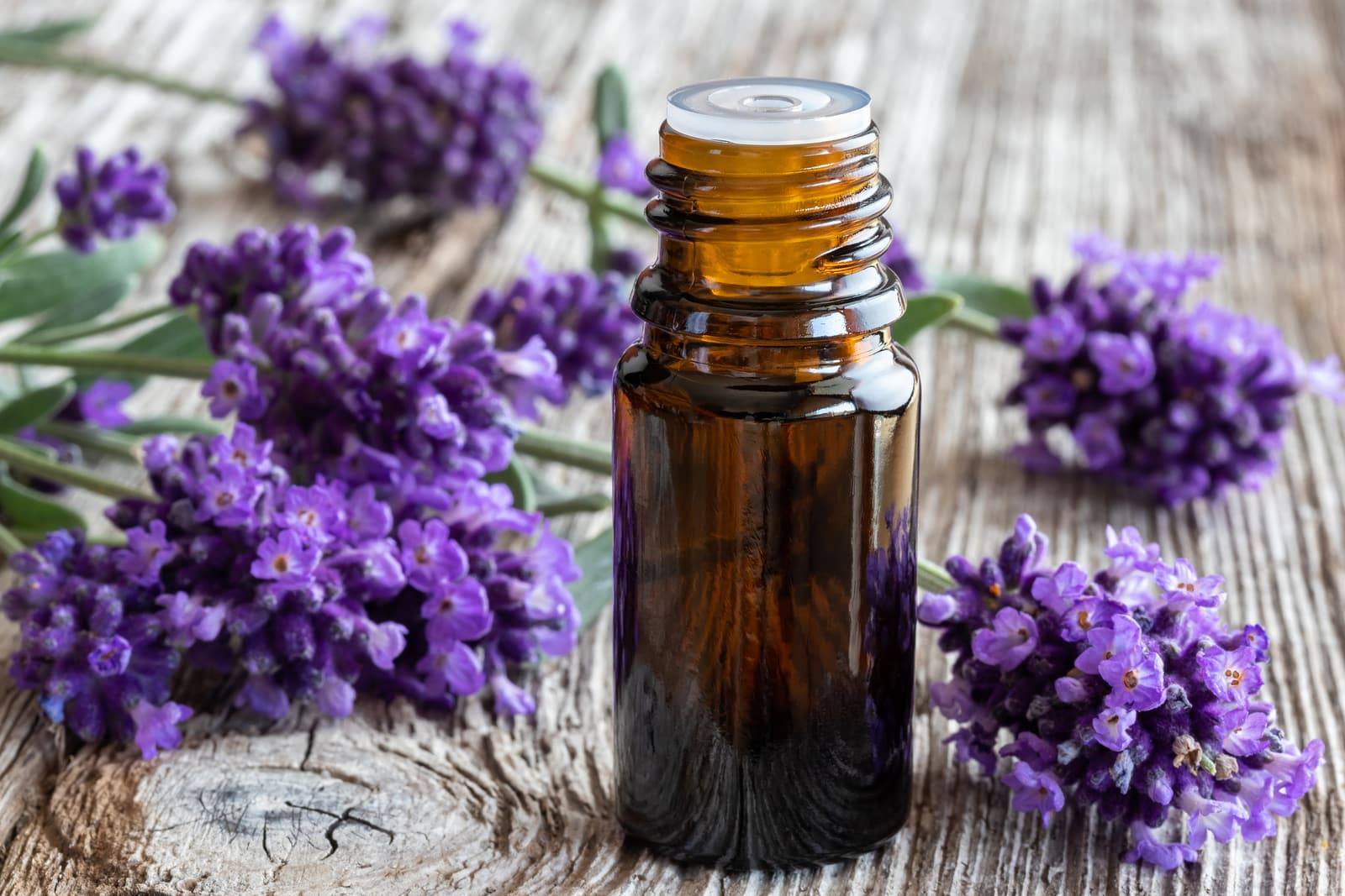 A bottle of essential oil with fresh blooming lavender