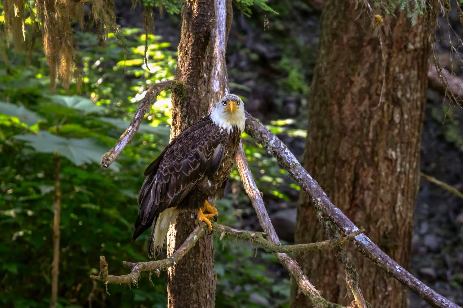 Bald Eagle