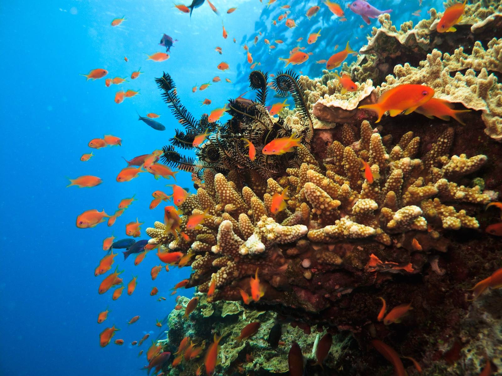 The Great Barrier Reef Struggles During Bleaching Crisis