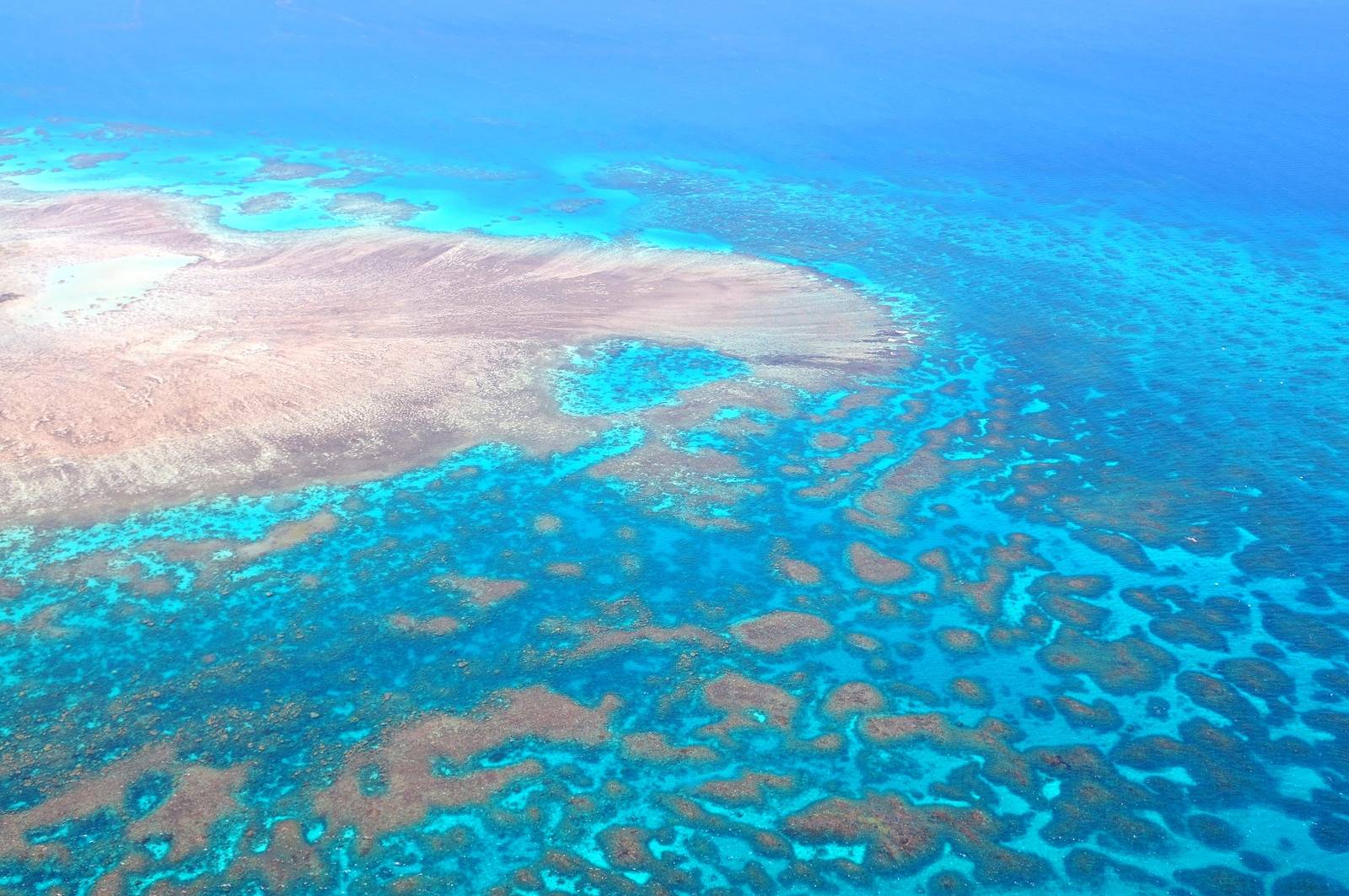 The Great Barrier Reef Struggles During Bleaching Crisis