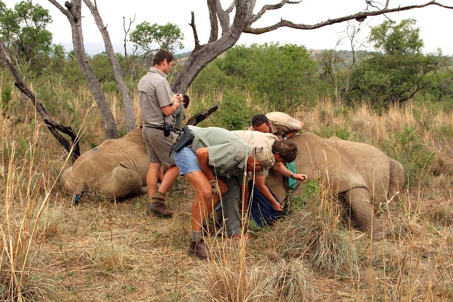 Poachers in national park trying to help elephants