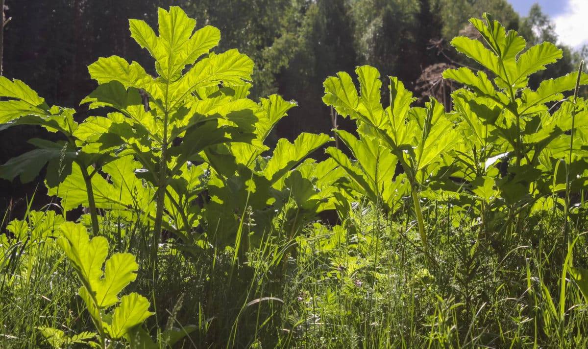 Plant in Virginia Found to Cause Severe Burns and Blindness (2)