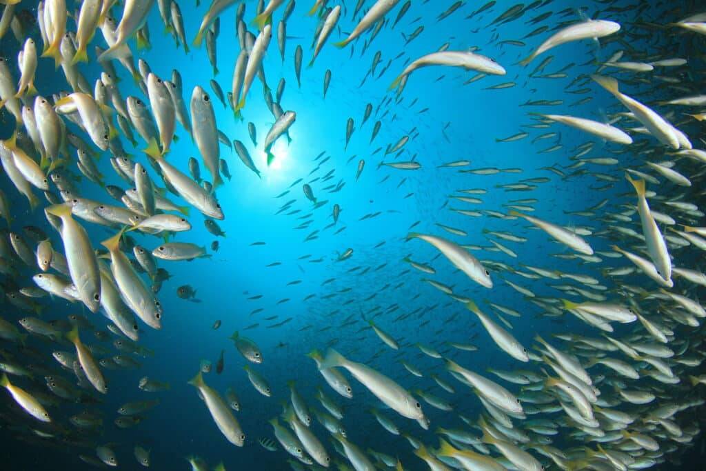 Fish school snapper fish underwater ocean