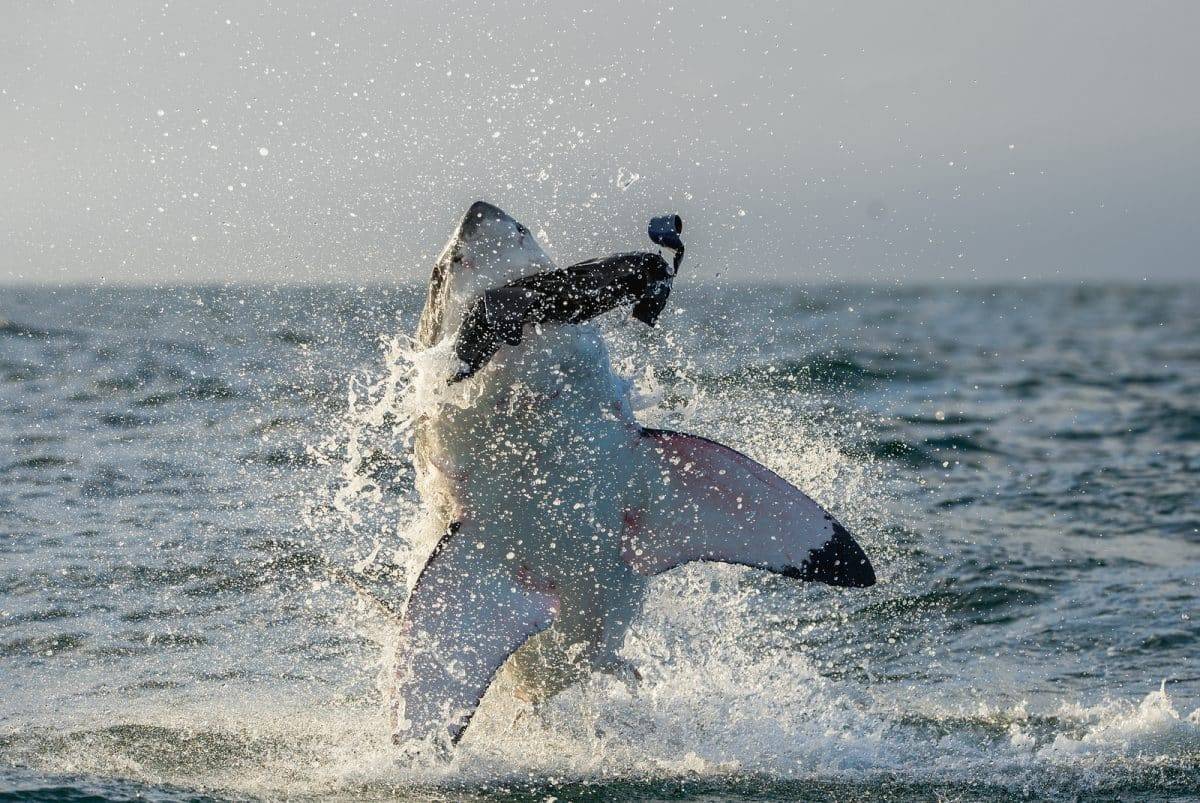 Cape Cod Real Life Jaws Shark Attack (2)