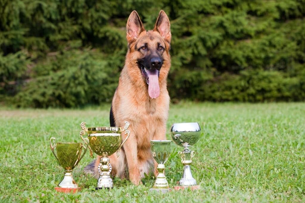 German Sheepdog With Cups Sitting On The Grass