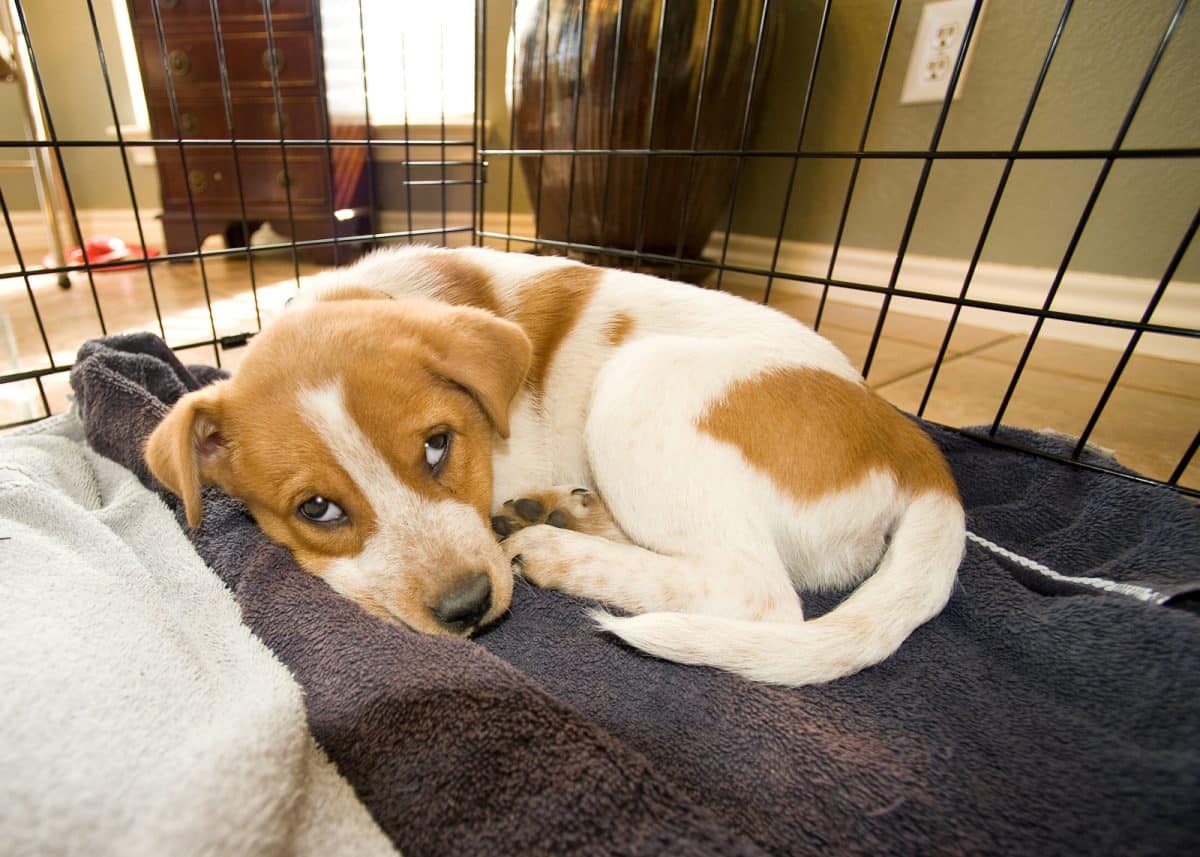 The American Kennel Club Canine Health Foundation