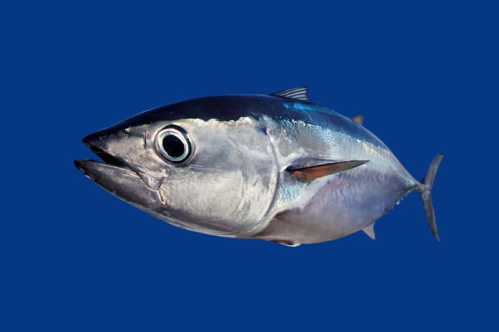 Bluefin tuna 