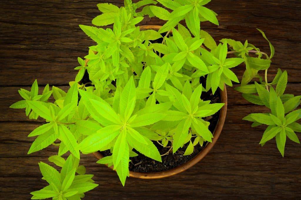 The Benefits of Lemon Verbena Tea 3