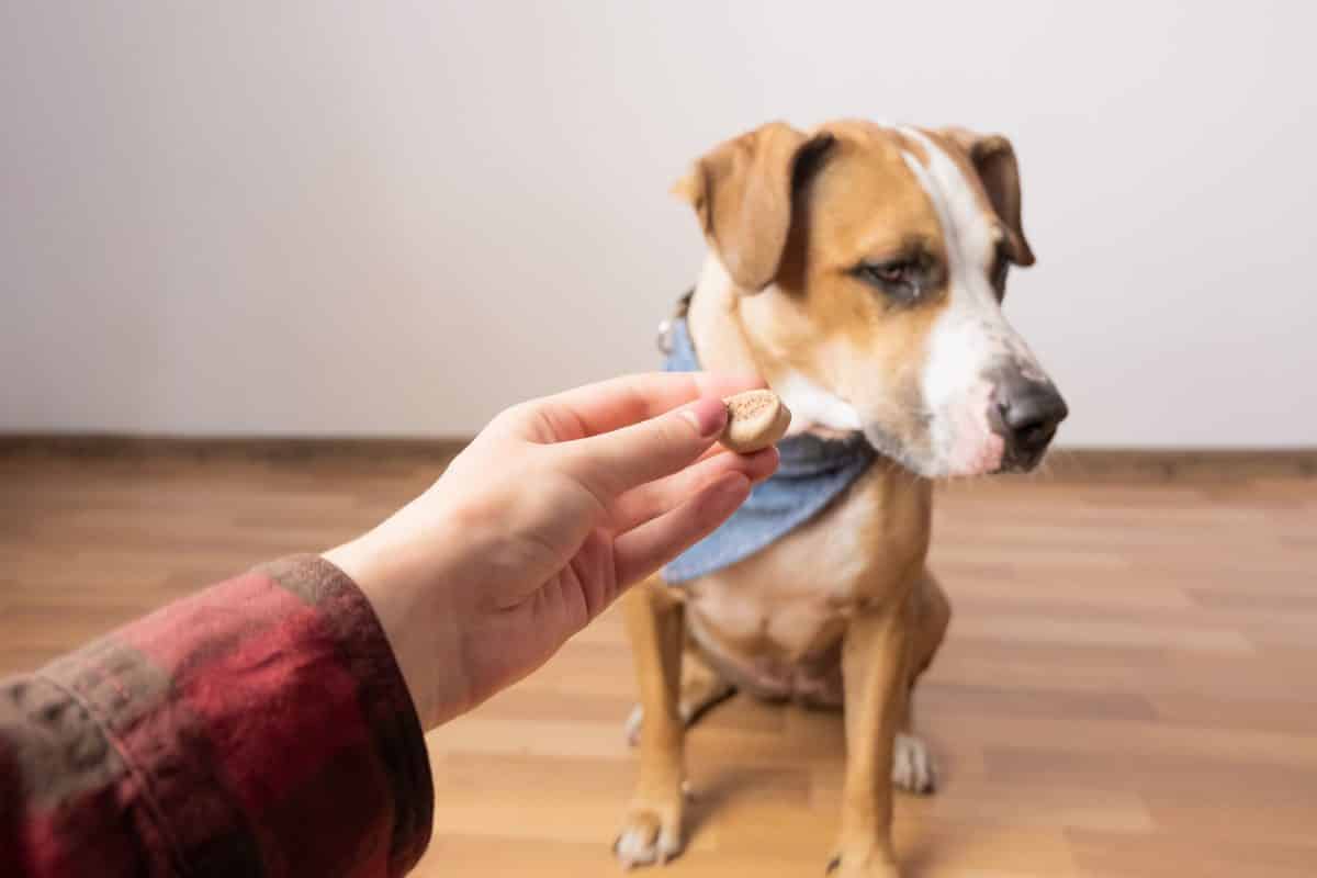 Are your Dog Treats Killing your Dog?