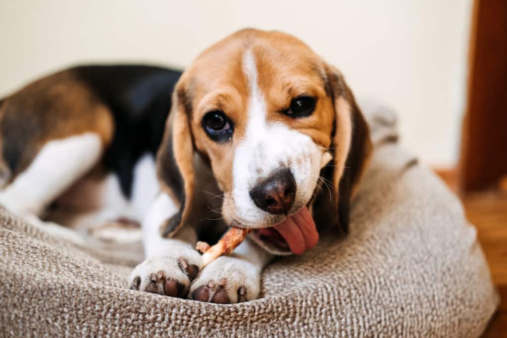 are dog treats safe for dog