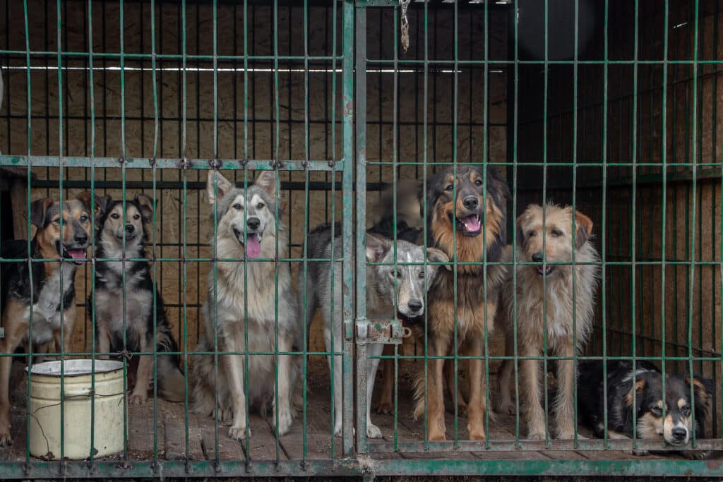 International Consensus Must ban the Yulin Dog Meat Festival