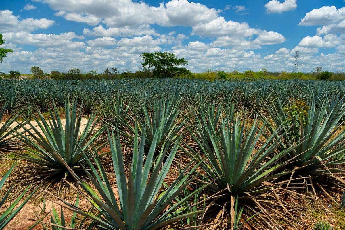 Tequila Reposada, Healthy Benefits to Drinking Tequila