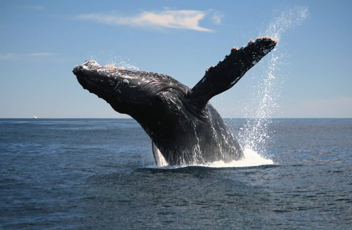 Adult Humpback Whale