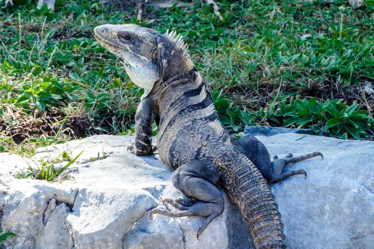 Iguana - Quintana Roo