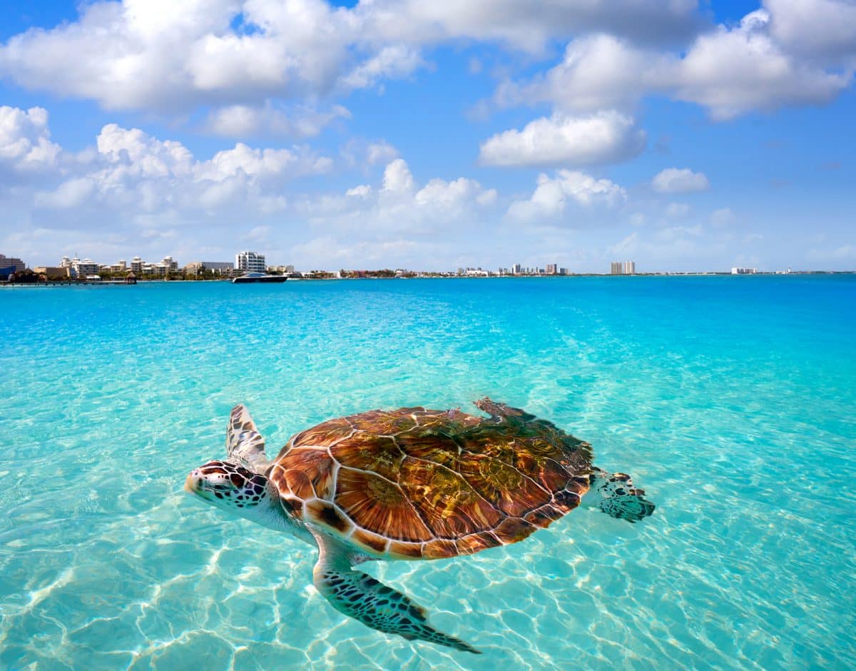 Cancun beach turtle 