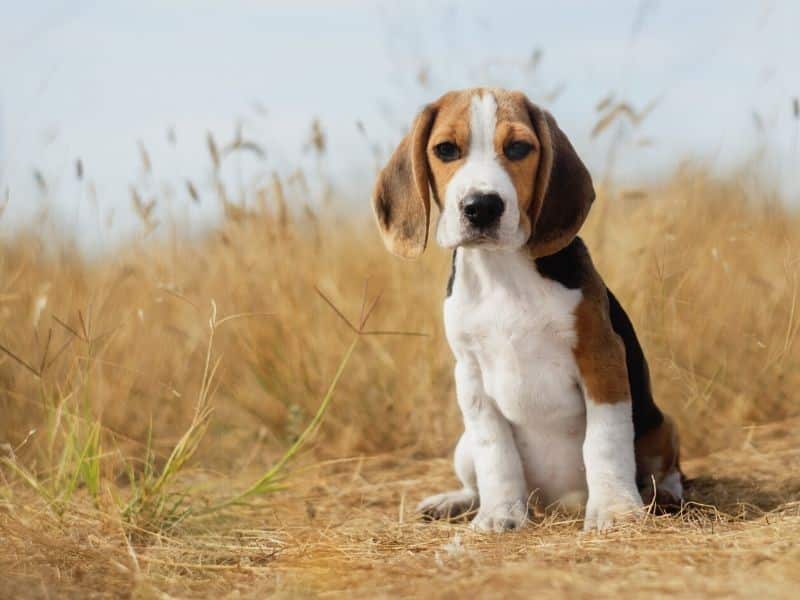 The Top Dog Breeds for Scent Detection