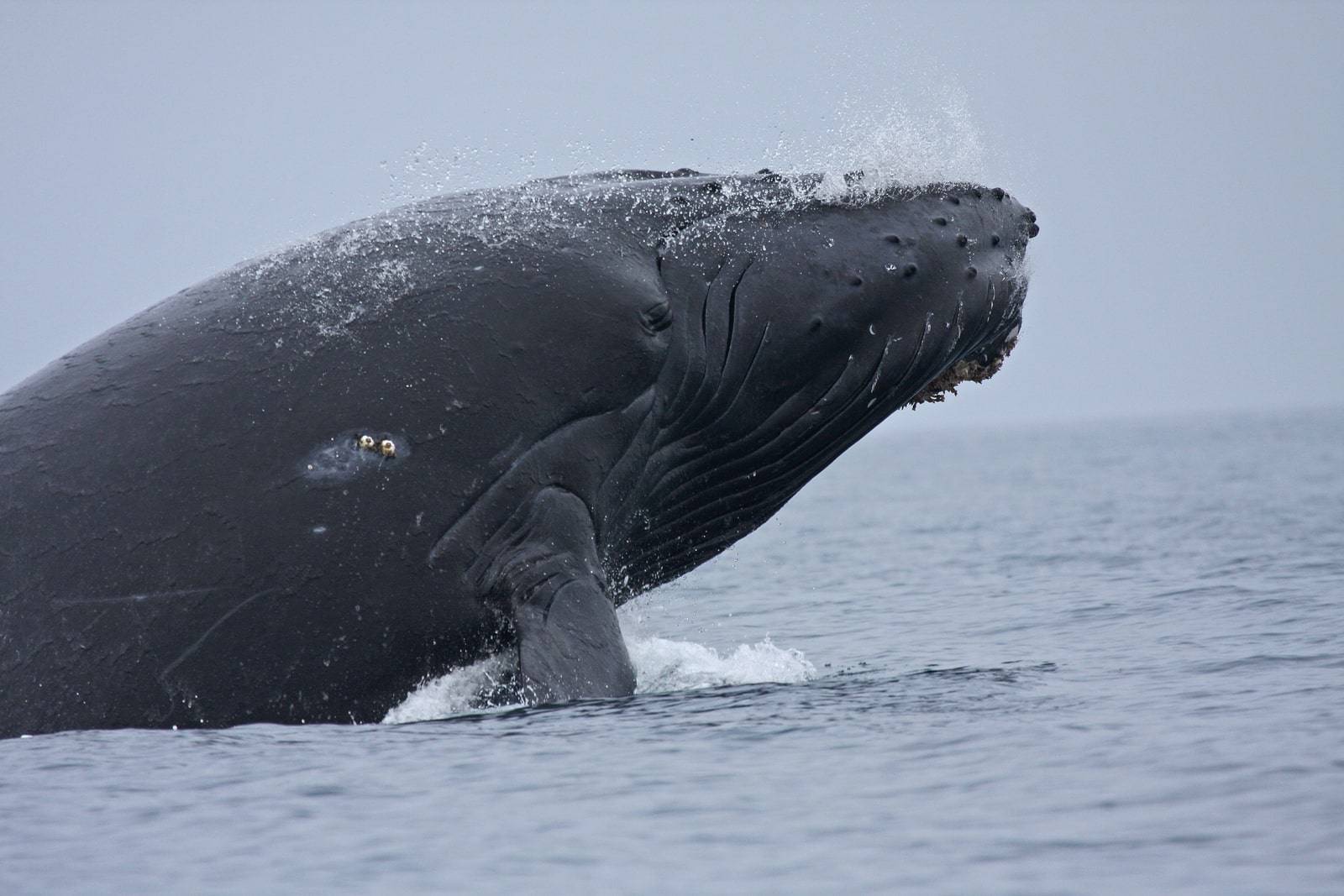 Forty foot long humpback whale