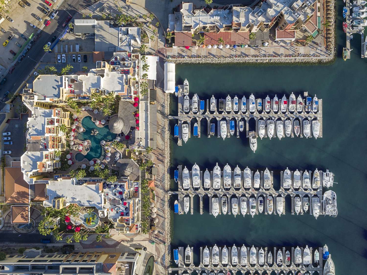 Marina Fiesta marine, Aquatic Life is in High Season in Los Cabos, Mexico