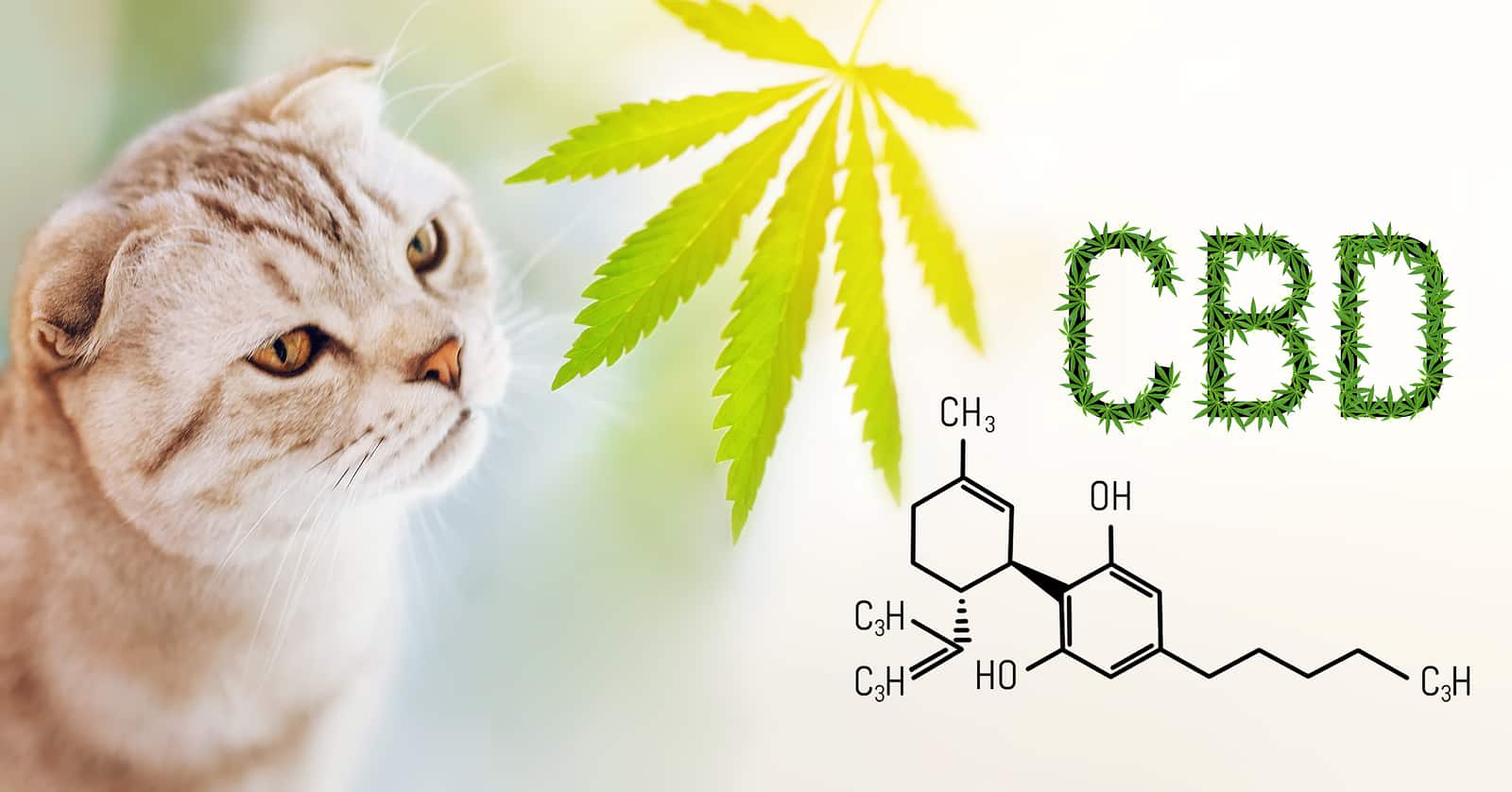 Word CBD cannabis - CBD Products for Animals