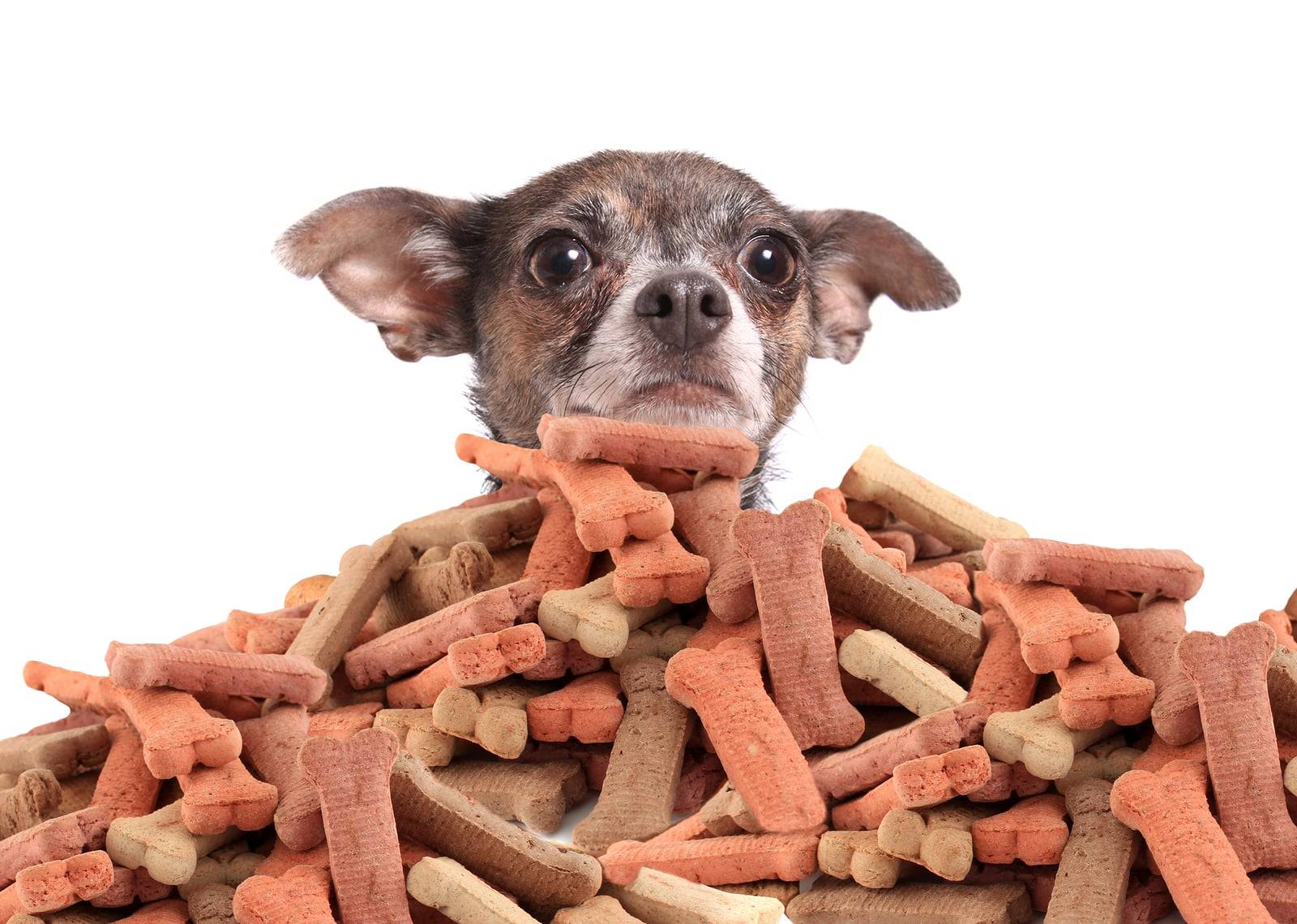 Dangerous Dog Treats If You Love Your Dog, Don't Feed Them These