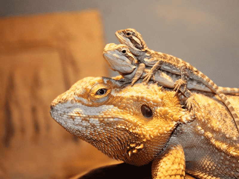 The Most Unusual Pets You Can Safely Own