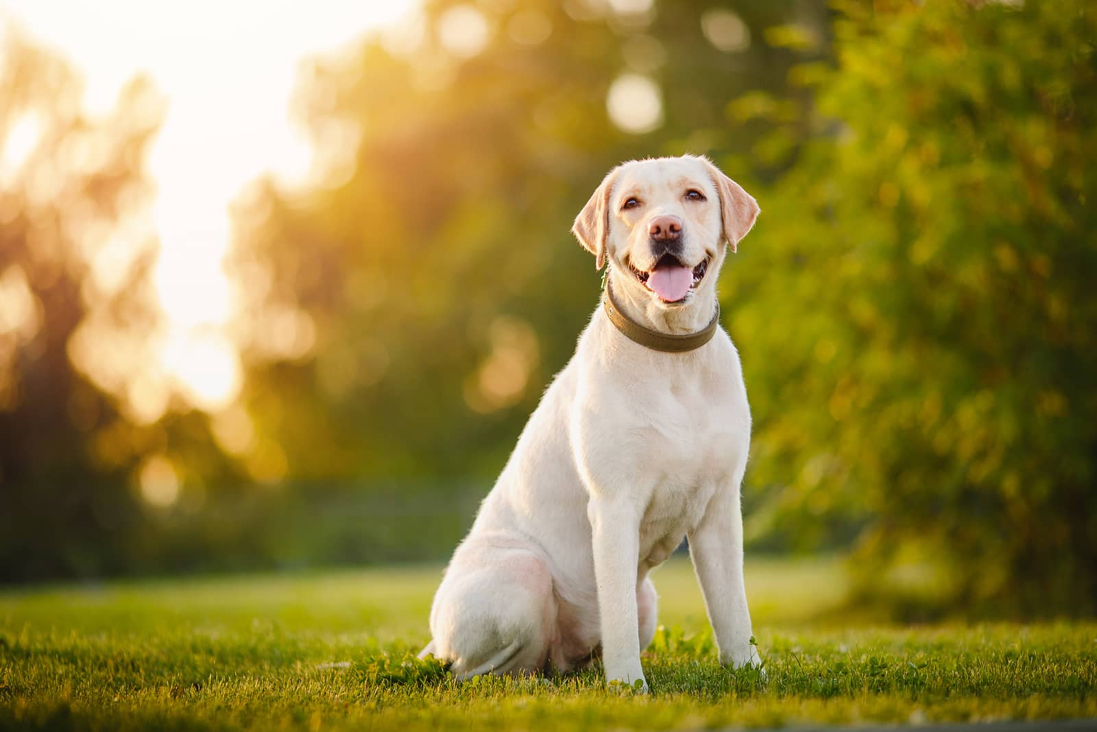 Want to Make your own Healthy Dog Food?