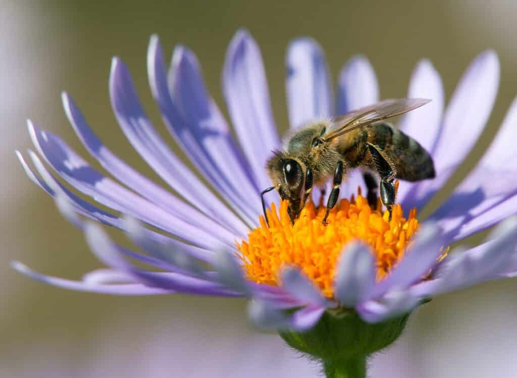 Tips for Building a Bee-Friendly Garden