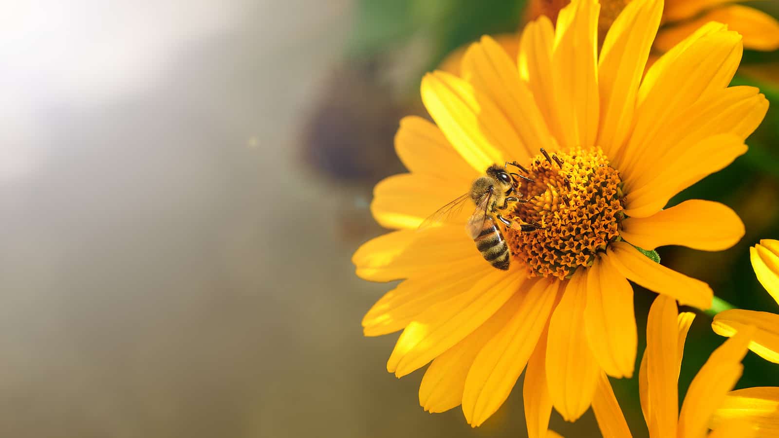 Tips for Building a Bee-Friendly Garden
