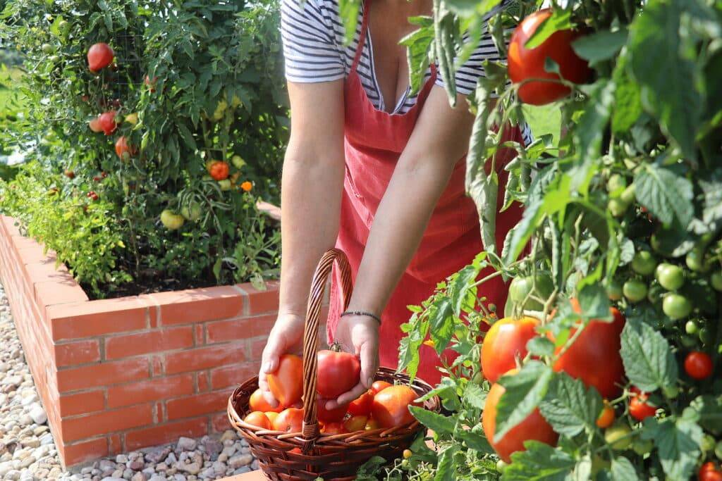 How to Grow the Best Vegetable Garden Possible