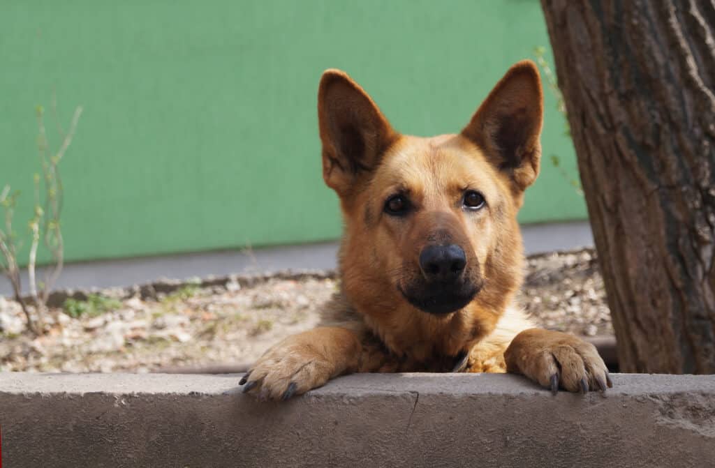 The best tips for traveling with dogs by car. Taking your dog on the road can be an enjoyable experience.