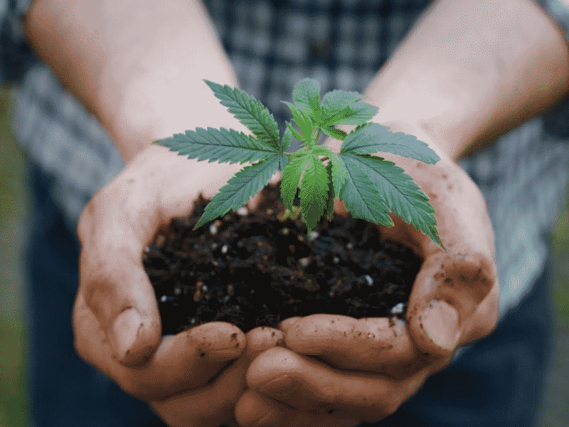Everything You Need to Know about Hemp