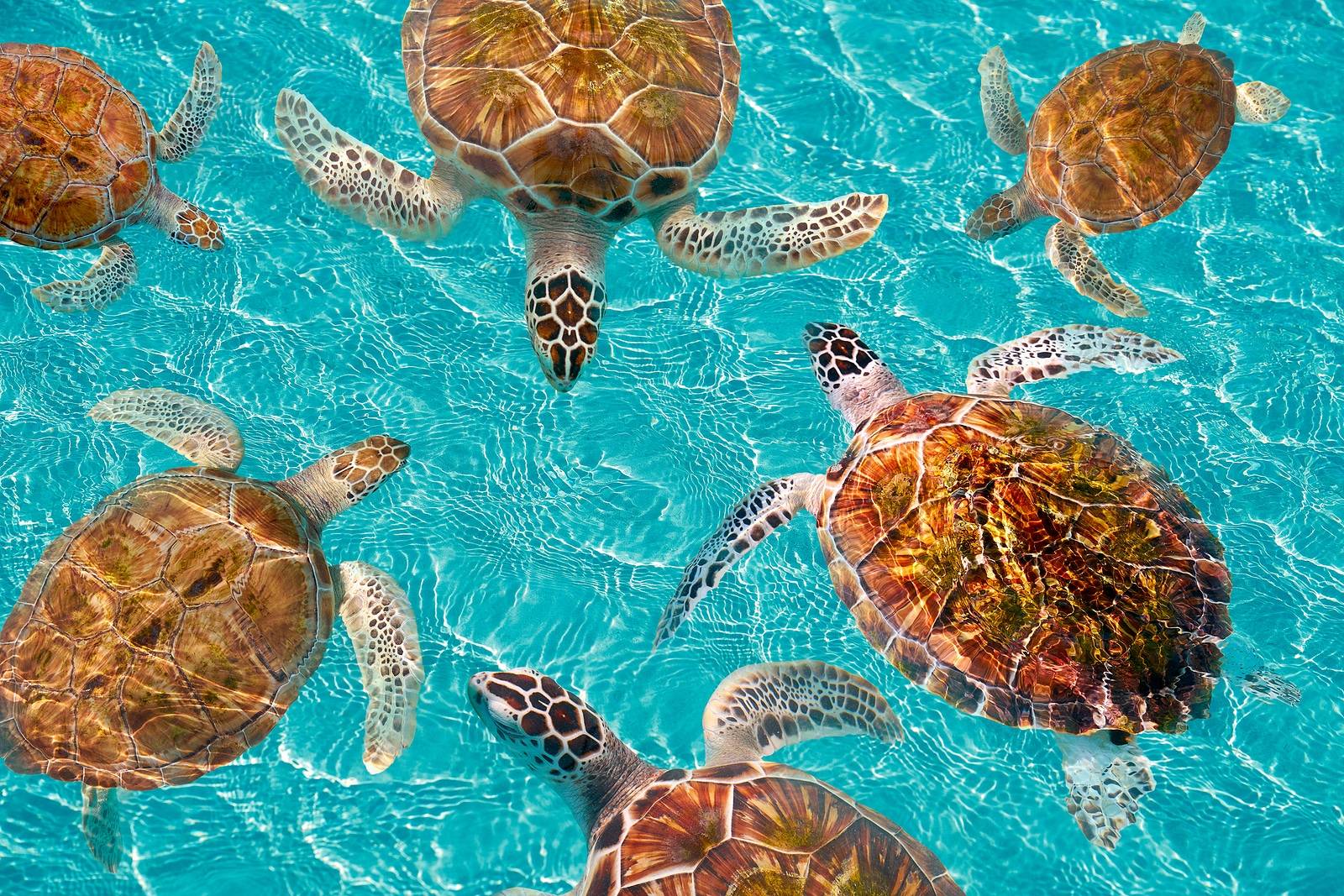 Riviera Maya turtles