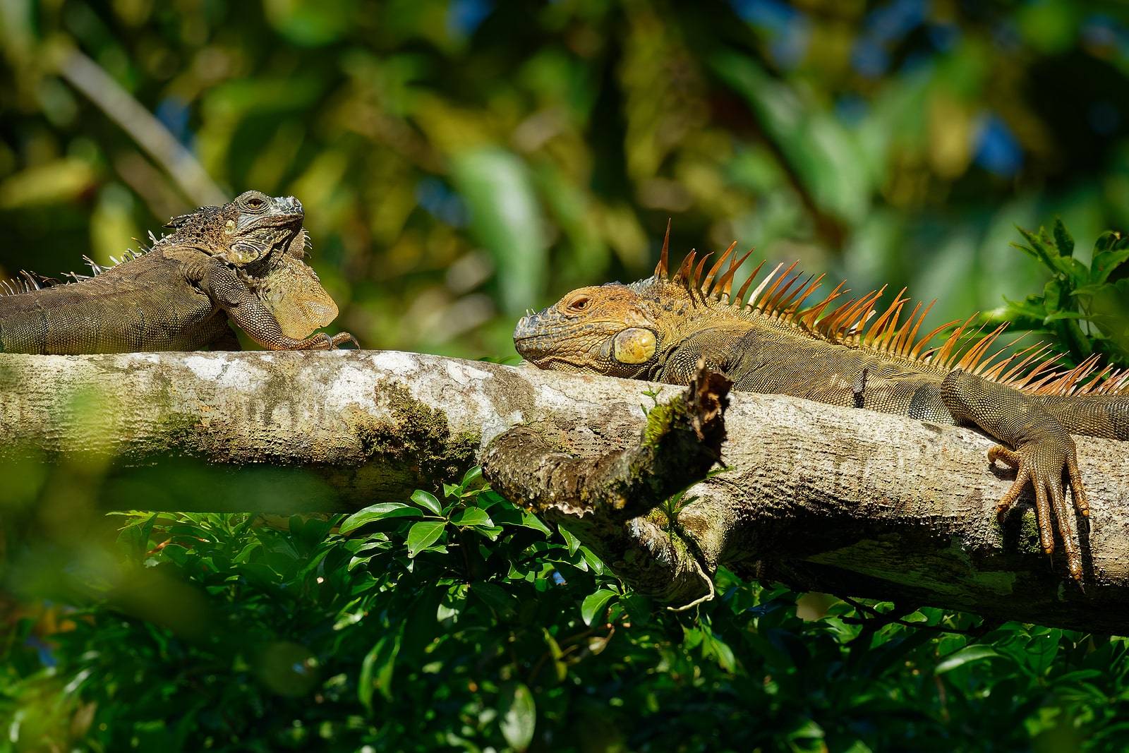 Falling Iguanas in Florida Predicted by National Weather Service