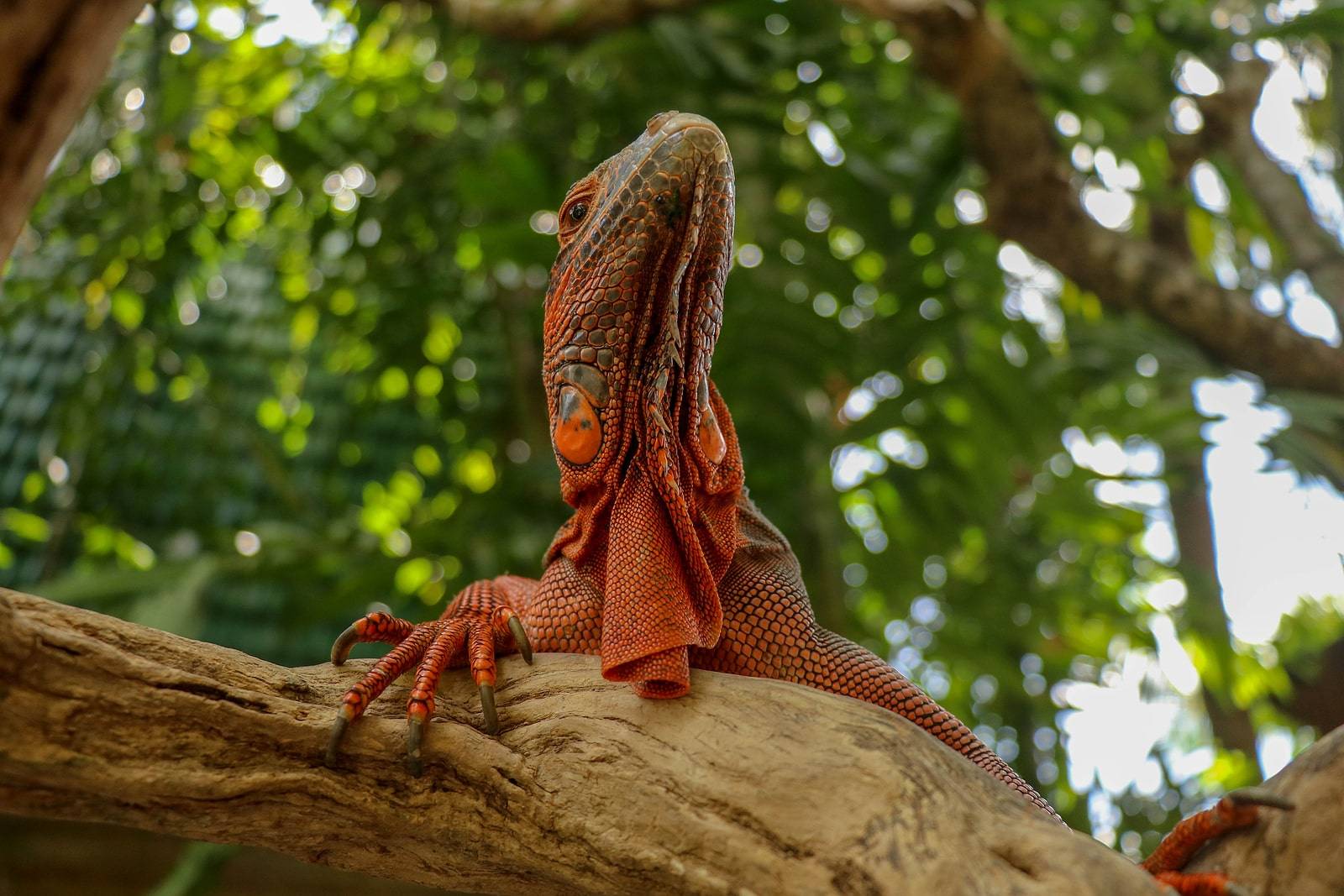 Red Iguana