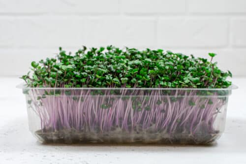 Home Grown Sprouts Best New Nutritional Trend