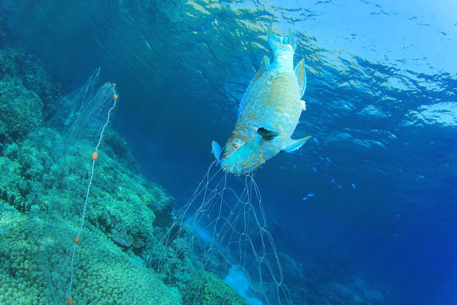 Environmental Destruction - an illegal dolphin's fishing net