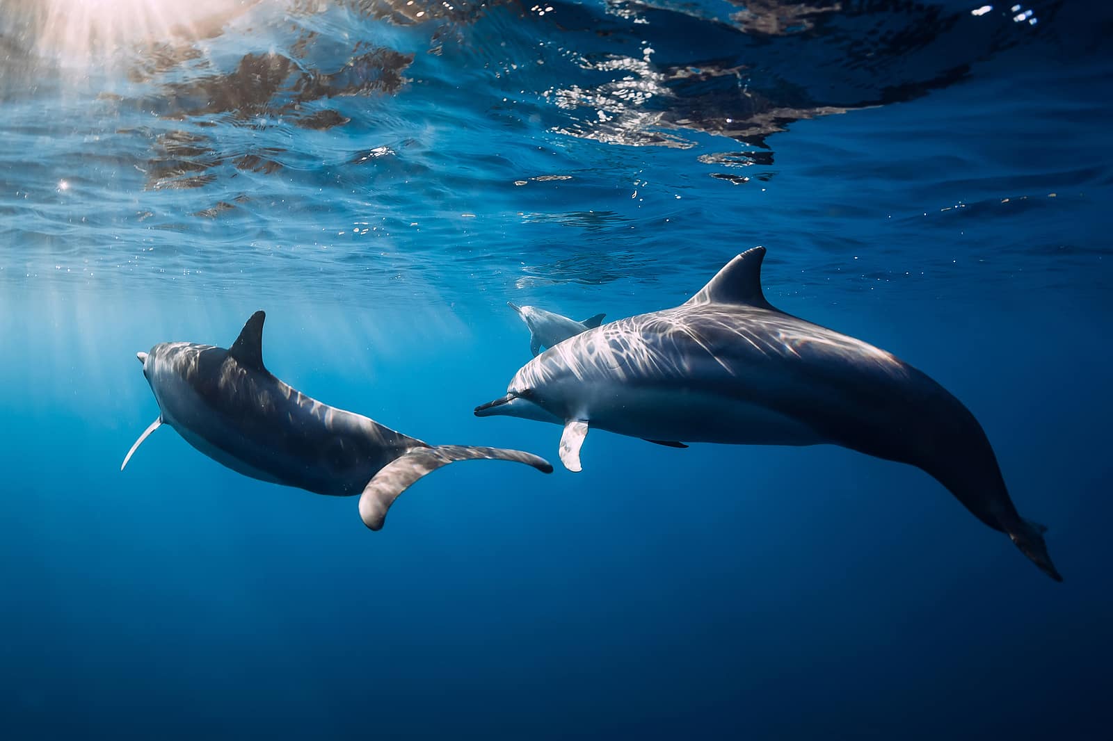 Family of Spinner dolphins, Are Dolphin Safe Labels True? by Totes Newsworthy