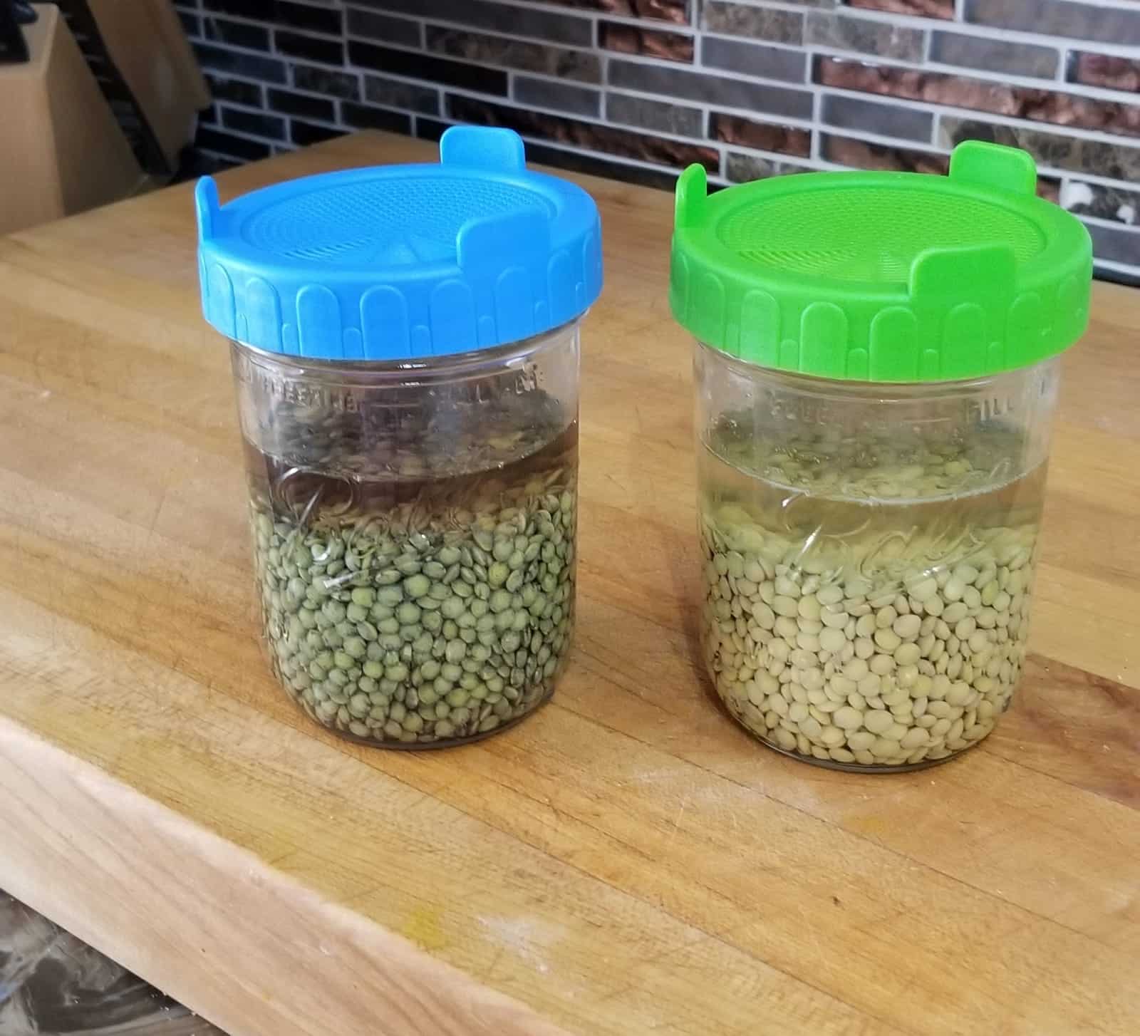 How to sprout lentils at home