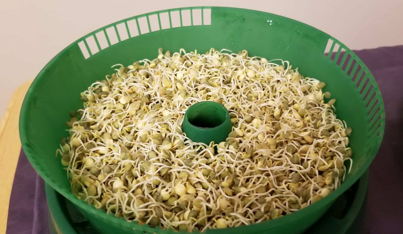 making sprouts at home
