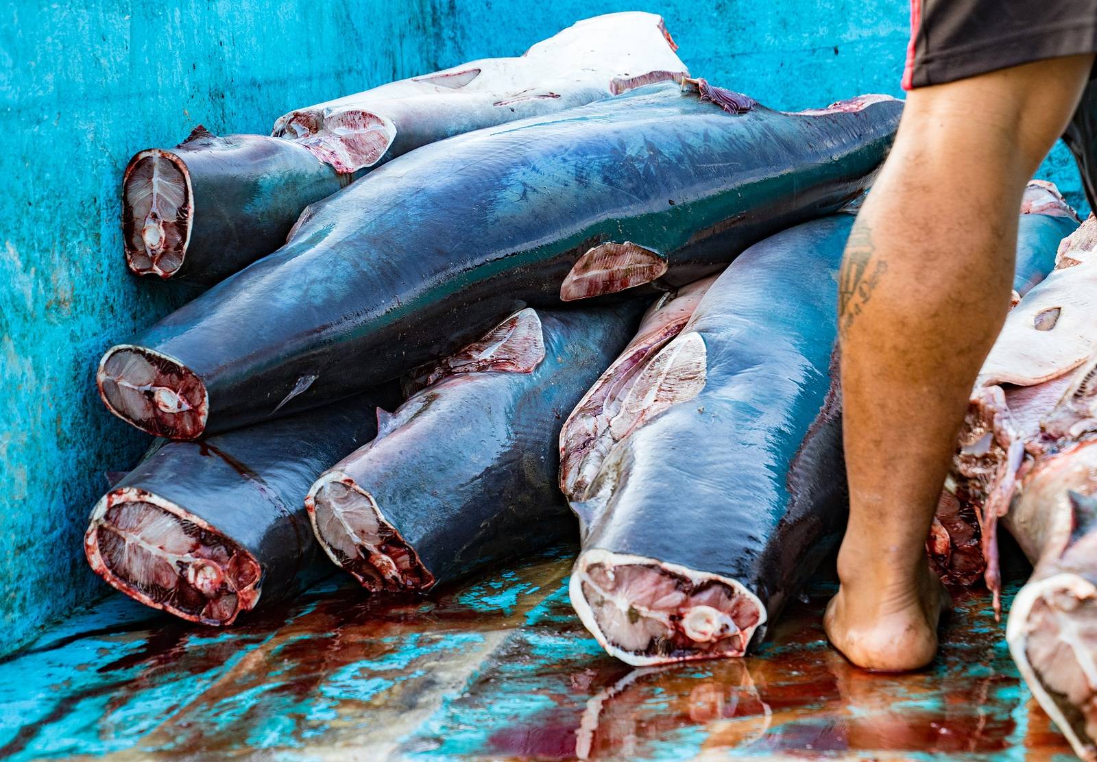 Shark Bodies Piled In Truck, Prepared To Take To Processing Plan