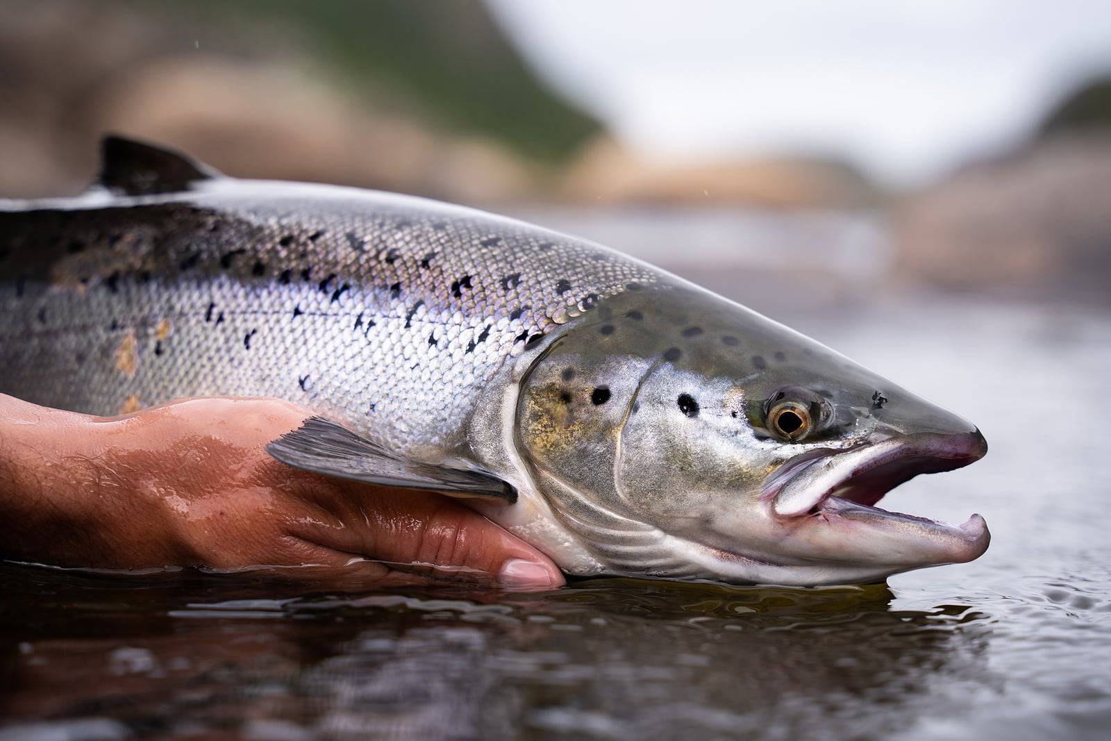 Is Wild Salmon Becoming Extinct?