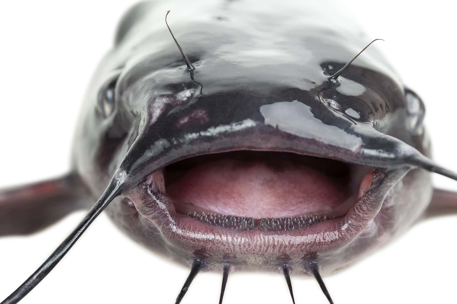Monstrous Catfish Invading Europe